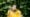A woman in a yellow dress smiles joyfully while standing in the rain during the monsoon season.